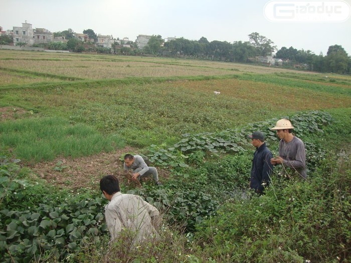 Tranh thủ thời gian nông nhàn, nhiều người tụ tập rồi tổ chức cuộc đi săn chuột đồng chính hiệu.